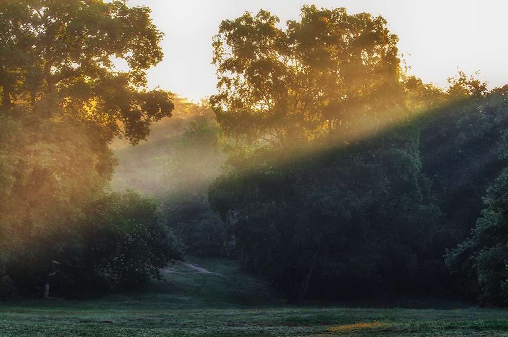 Foto einer Waldlichtung im morgendlichen Nebel