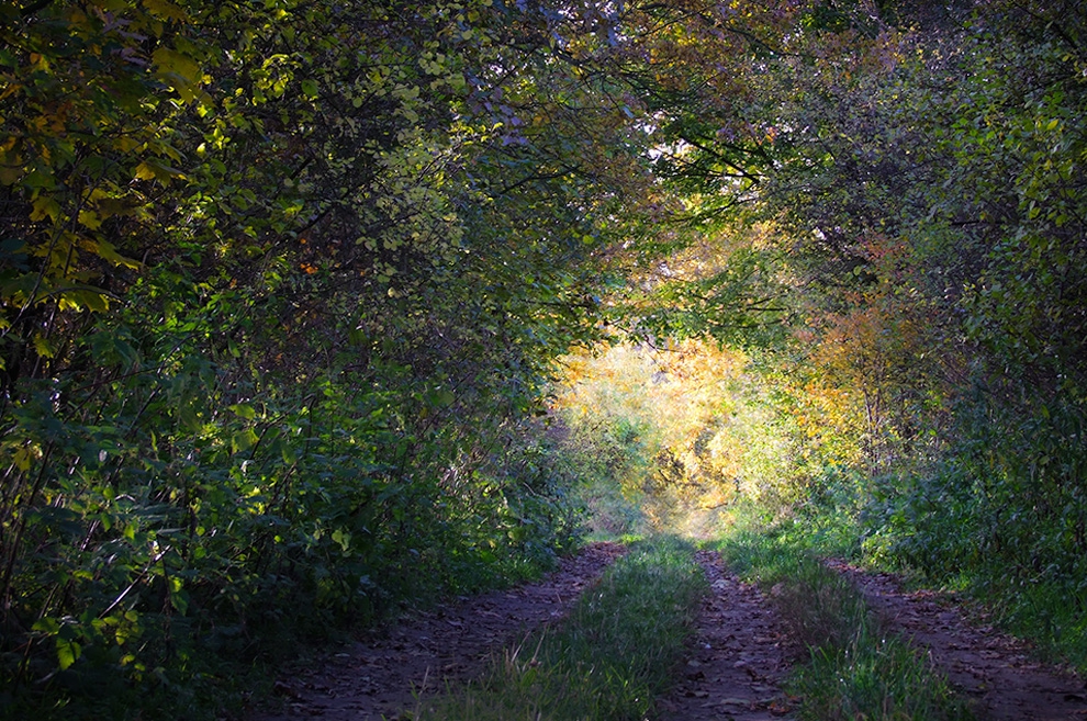 Künstlerische Darstellung Wald mit Lichtblick